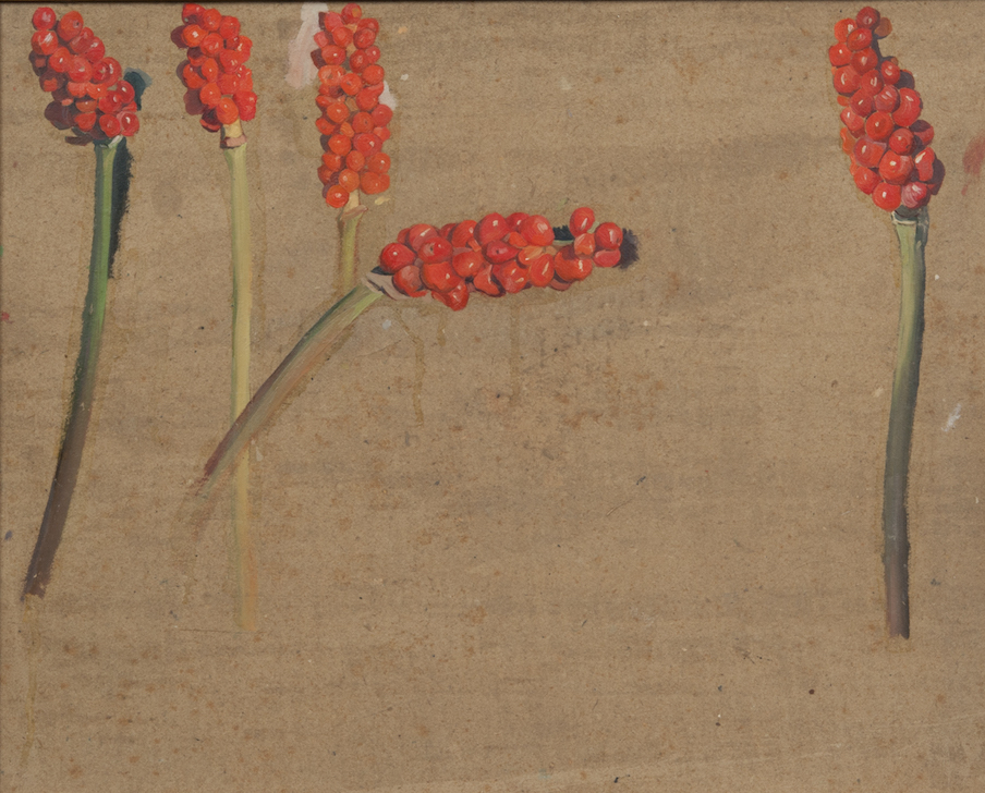 Arums, étude pour Le Serpent, 1930